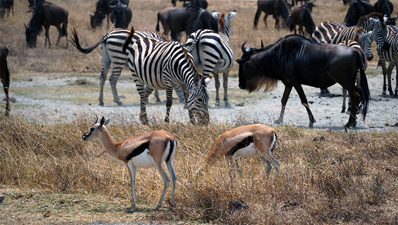 Ngorongoro, zebre, gnu, antilopa